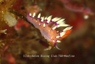adeyaka240207-y.jpg