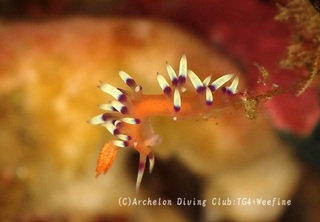 adeyaka240217-n.jpg