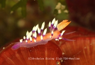 adeyaka240410-y.jpg