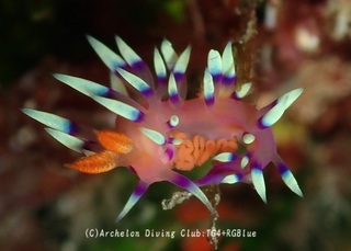 adeyaka240930-y.jpg