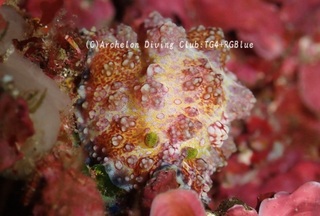 adeyakabio241216-s.jpg