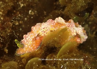 adeyakaibo230803-kyoideso.jpg