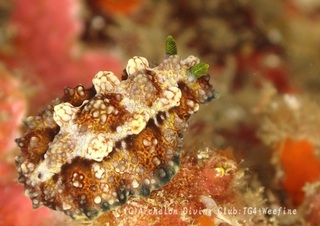 adeyakaibo240220-s.jpg