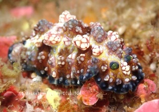 adeyakaibo240702-ss.jpg