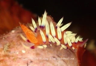 adeyakamino230114-y.jpg