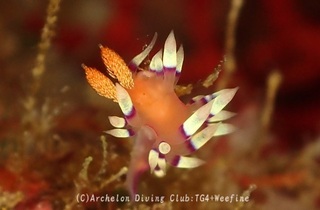 adeyakamino231227-y.jpg