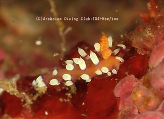 adeyakamino231231-s.jpg