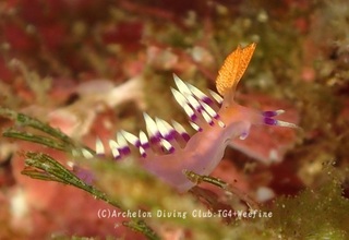 adeyakamino240304-y.jpg