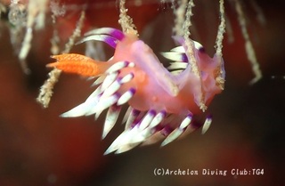 adeyakamino240911-s.jpg