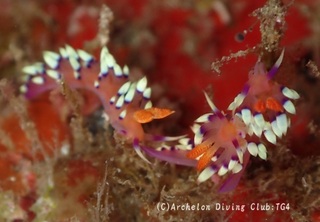 adeyakamino240921-s.jpg