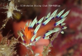 adeyakamino241117-n.jpg