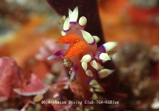 adeyakamino250117-y.jpg