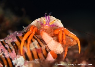 adeyakazebura200606-01.jpg