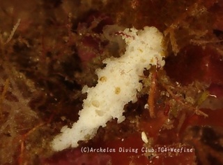 aegires240620-y.jpg