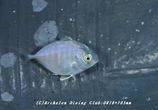 aji181113.jpg
