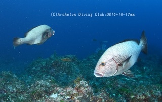 ajiakoshou240515-n.jpg