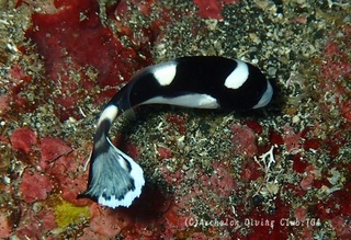ajiakoshou240827-s.jpg