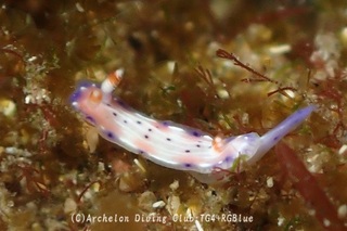 ajisai241029-y.jpg