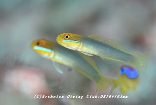 akahachi181015.jpg