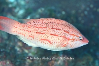 akahoshi240806-n.jpg