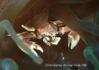 akahoshi240919-ao.jpg