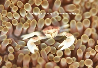 akahoshikani200315-01.jpg