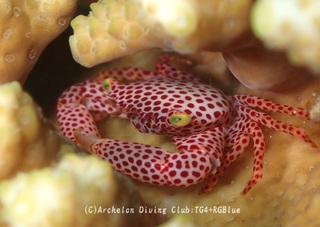 akahoshisango240925-y.jpg