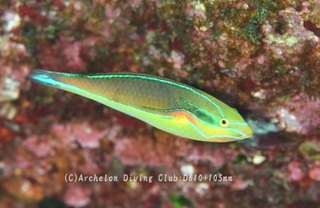 akaobibera231127-n.jpg