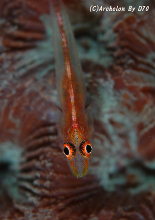 アカスジウミタケハゼ