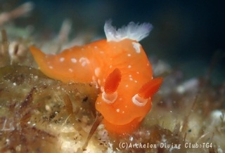 akazukin240824-n.jpg