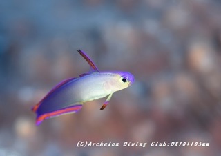 akebono180903-01s.jpg