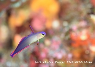 akebono180903-02.jpg