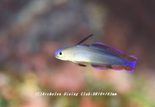 akebonohaze190804-02.jpg