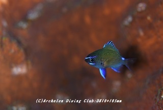 amami190117.jpg