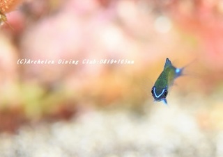 amami190306-01.jpg