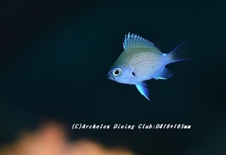 amami190701-01.jpg