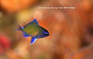 amami220201-y.jpg