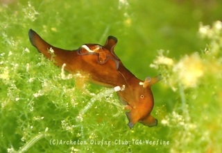 amehurashi240521-y.jpg