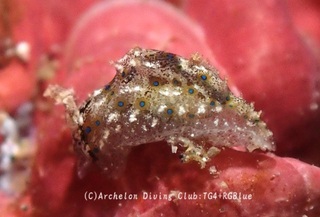 amehurashi241210-y.jpg