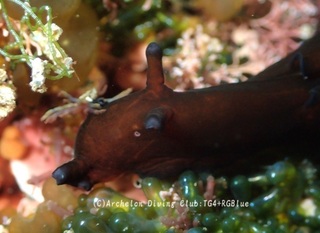amehurashi250218-y.jpg
