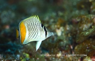 amimechou240805-n.jpg