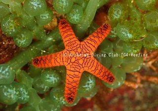 amimejuzuberi240111-y.jpg
