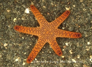 amimejuzuberi240306-k.jpg