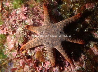 amimejuzuberi241224-y.jpg