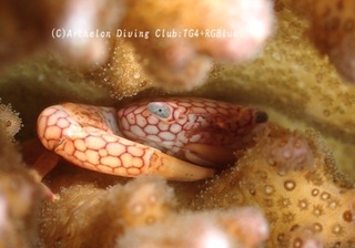 amimesango250109-k.jpg