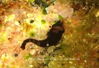 ankou240513-s.jpg