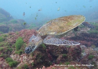 ao210125-ya.jpg