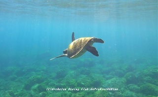 ao210510-ya.jpg
