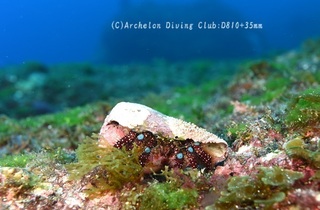 aoboshi240524-n.jpg