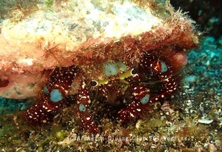 aoboshi240626-s.jpg